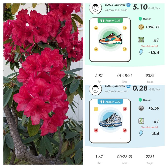 The image displays a close-up of two different flowers, one red and the other pink, with accompanying information about their benefits for humans. The background features an infographic that shows a foot diagram with two shoes displayed, along with various icons such as hearts, thumbs up, and thumbs down signs. There is also text related to fitness tracking on this part of the image.