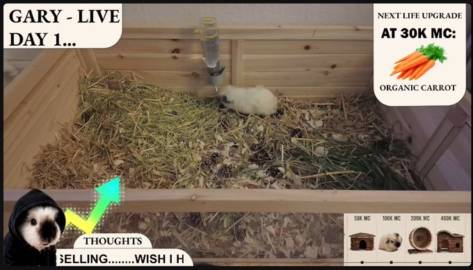 A guinea pig named "Gary" explores a hay-filled wooden enclosure labeled "GARY - LIVE DAY 1..." in a livestream featuring crypto meme content promoting a token upgrade ("AT 30K MC: ORGANIC CARROT") and a solana contract address (GMyoUJeVPcBZWyubdNj8XnbDYTZfxPnFbYGzngkSpump) for community donations.