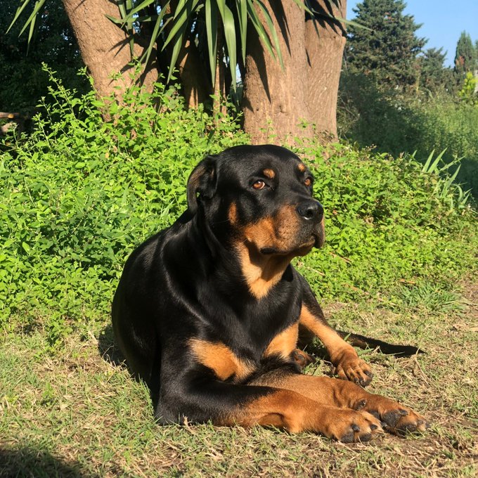 A black and tan Rottweiler lying on a grassy lawn next to a tree with green foliage in the background.