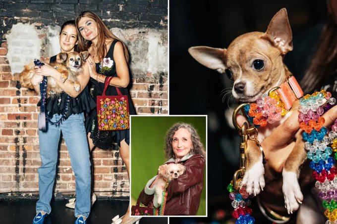 A photo collage shows two women posing with Chihuahuas, an inset of an older woman holding a small dog, and a close-up of a Chihuahua adorned with a colorful, beaded, and jeweled outfit.