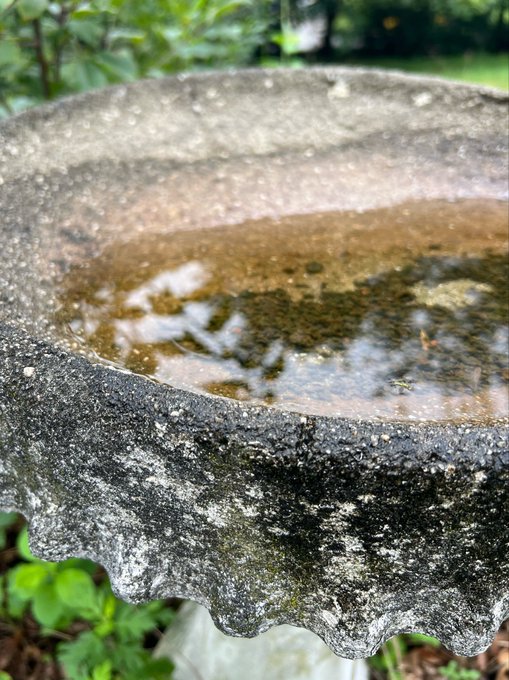 A weathered stone birdbath with a scalloped edge, covered in moss and lichen, holding shallow water in a garden setting.