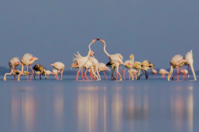A flock of pink flamingos and smaller wading birds wading in shallow, reflective water, with two flamingos in the center touching their beaks to form a heart shape.