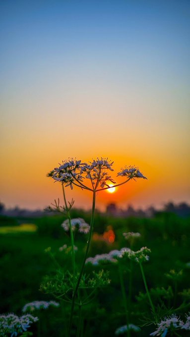 A serene nature photograph captures a delicate white wildflower in silhouette against a golden sunset, with the sun setting behind trees in the distance over a green meadow.