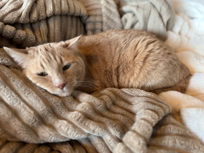 An orange tabby cat resting peacefully on a pile of soft, textured beige and white blankets.