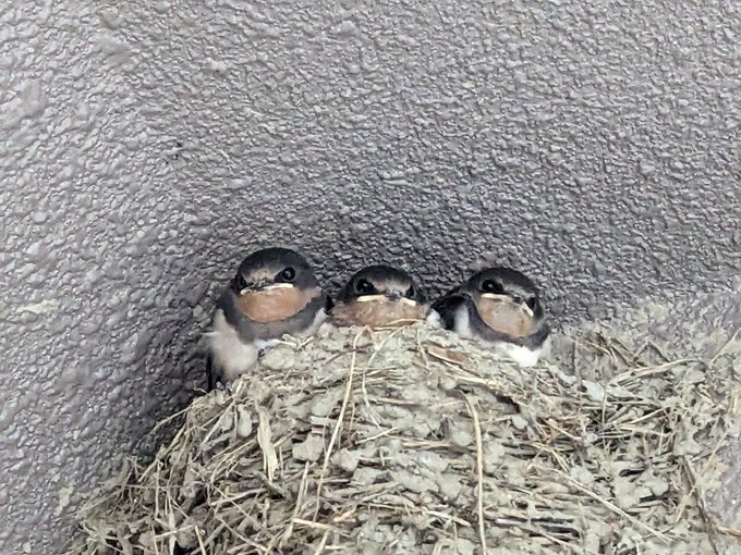Three baby barn swallows (tsubame) huddle together in a mud nest built against a textured wall, peering out with open beaks.