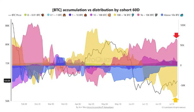 The image is a CryptoQuant chart titled "[BTC] accumulation vs distribution by cohort 60D," displaying BTC price alongside 60-day accumulation (above zero) and distribution (below zero) across wallet-size cohorts from 0–0.01 BTC up to 10K+ BTC over roughly February through July 2025. It visually illustrates the post's point of capital divergence, showing the 1K–10K BTC cohort (blue) heavily in accumulation territory while the 100–1K BTC cohort (yellow) is in pronounced distribution, even as BTC price hovers around 60K–70K.