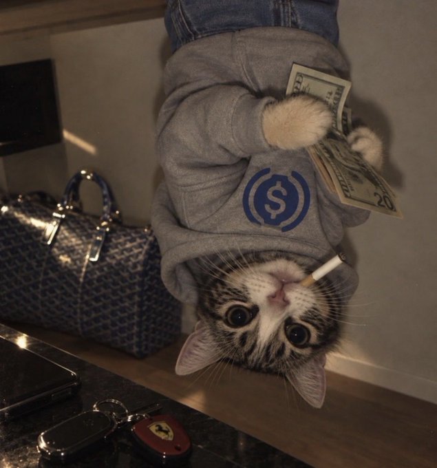 An upside-down tabby cat wearing a gray USDC hoodie appears to hold a $20 bill in its paw while "smoking" a cigarette, with a designer handbag, phone, keys, and Ferrari car key visible in the background.