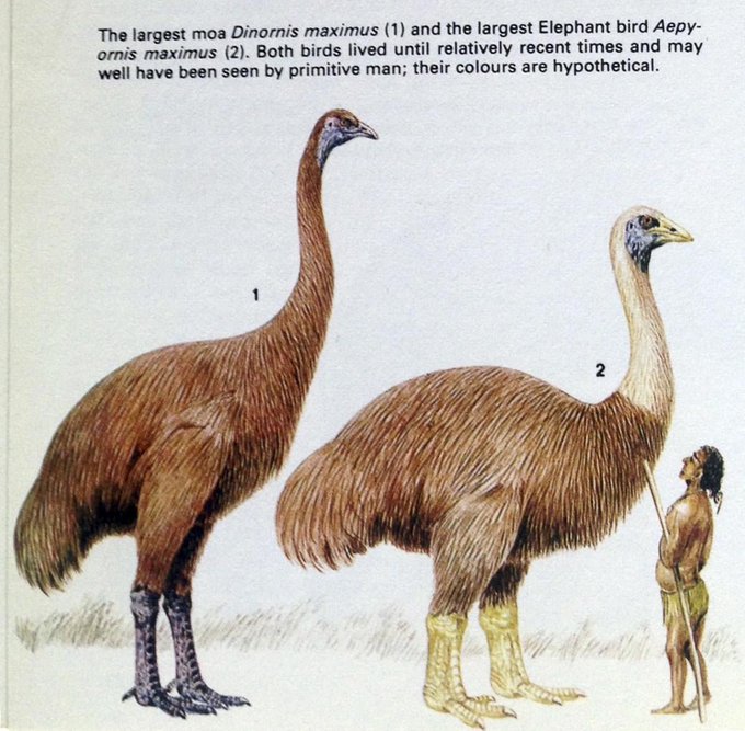 An illustration compares the towering extinct birds *Dinornis maximus* (1) and *Aepyornis maximus* (2) beside a primitive human, with text noting both species "lived until relatively recent times and may well have been seen by primitive man; their colours are hypothetical." The image supports the post's argument that even massive, dominant species can vanish surprisingly quickly—just as the poster suggests Bitcoin's critics are being short-sighted about its long-term prospects despite its relatively brief existence.