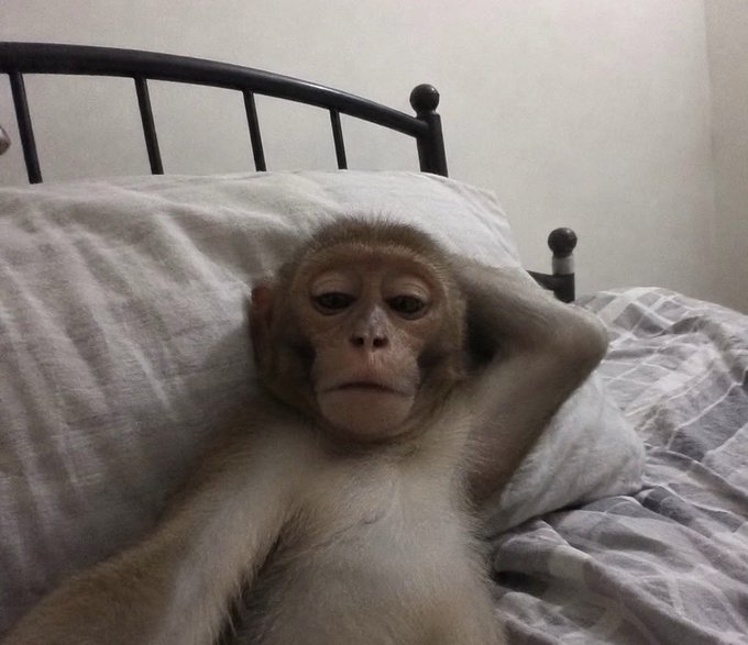 A baby monkey lying on white bedding with its hands behind its head, looking at the camera with a sleepy expression in front of a black metal bed frame.