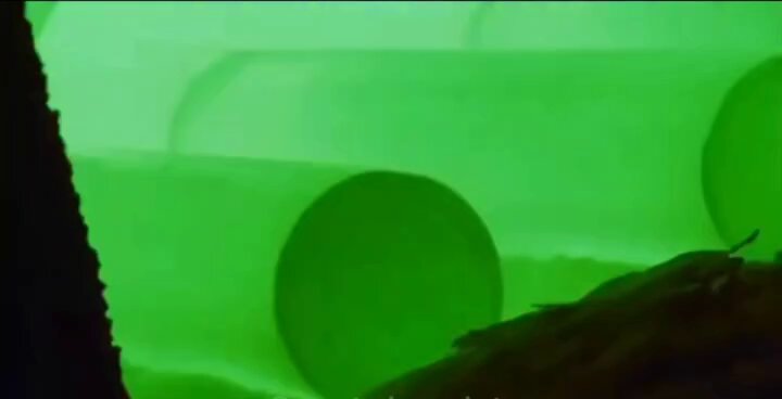 In the image, there are two green circles floating in a green background that appears to be water or a river. These circles seem to be floating in front of a tree trunk, creating an interesting visual effect. The caption "The candle i see forming the moment i click the sell button" suggests that this scene might have been captured during an online sale event where candles were being sold on a website.