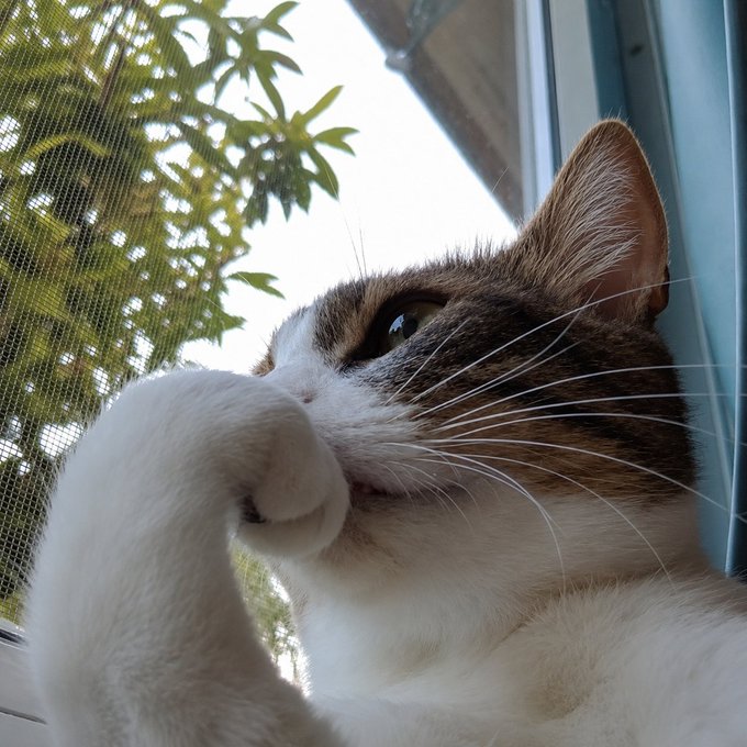 A close-up view captures a cat with white and brown fur looking upward from behind a screen window.