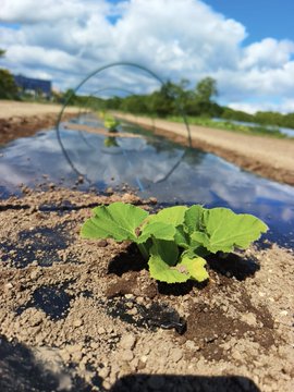 The image shows a small plant growing out of the ground, with its leaves visible above the dirt surface. The background features a field or garden area where several other plants can be seen, indicating that this particular plant might have been planted there for cultivation purposes. The photo is taken from an angle, and it appears to be a close-up shot focused on the small plant in the foreground.