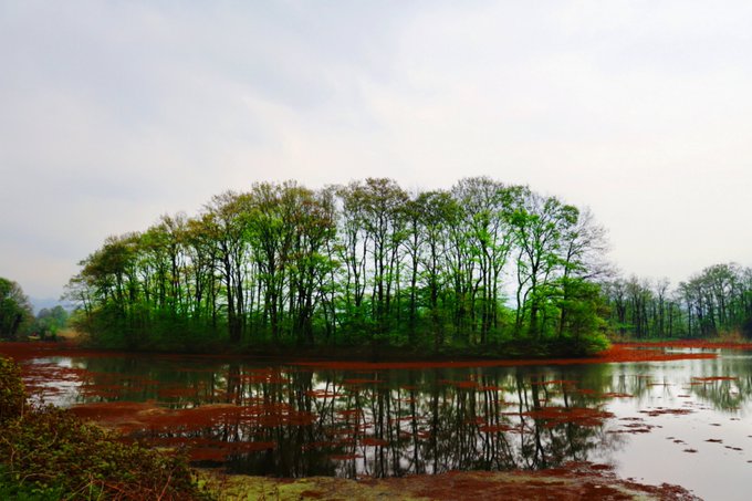 A lush cluster of trees on a small island is reflected in a shallow, reddish-toned body of water under an overcast sky, evoking a serene, painterly landscape titled "The Green Reverie" being offered for NFT auction.