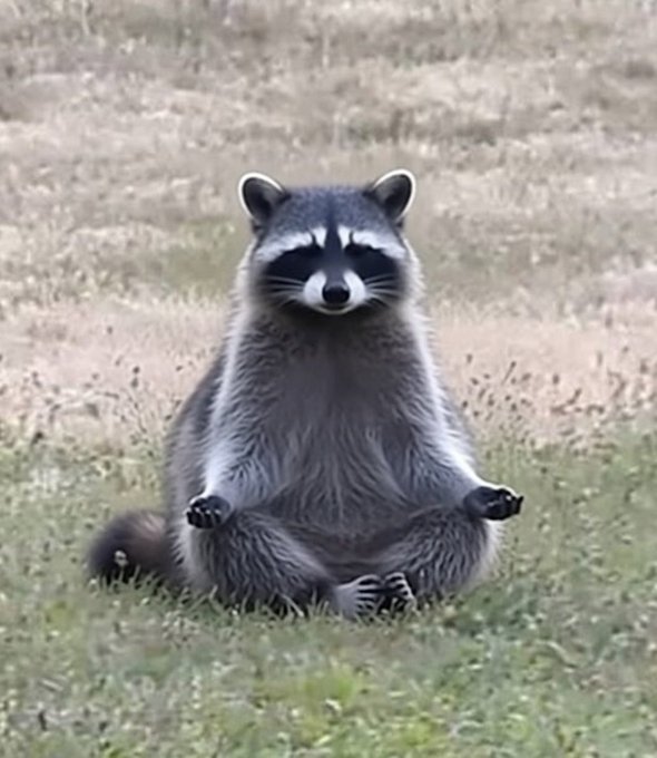 A raccoon sits in a peaceful lotus pose on the grass, embodying the calm and mindful "Namaste" energy from the message.