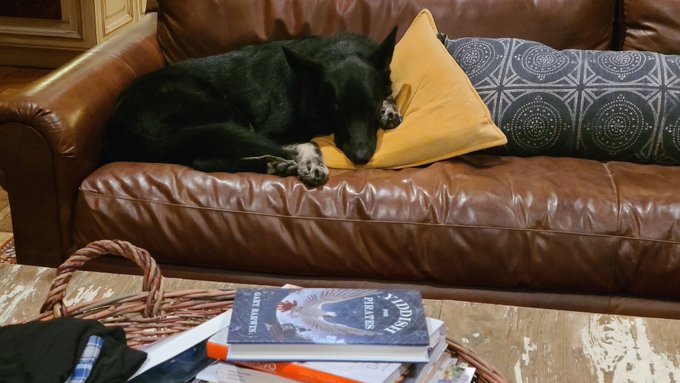 A black dog sleeps peacefully on a couch with yellow and patterned pillows, next to a coffee table with books including 'MINDSET' and a wicker basket.