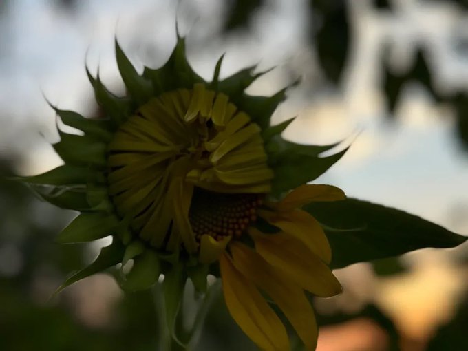 A close-up, silhouette-style photograph of a sunflower bud just beginning to bloom against a blurred background.