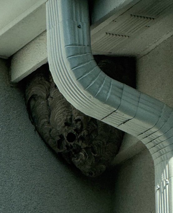 A large hornet's nest with visible honeycomb cells is tucked into a corner under a building's eaves, positioned behind a curved metal gutter. The image relates to the post "I hired someone," suggesting the person paid a professional to safely remove the sizable wasp nest from their home's exterior.