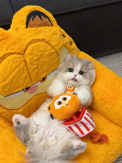 A fluffy white and beige cat lying on its back on a yellow plush surface, holding a small orange toy with popcorn-themed designs.