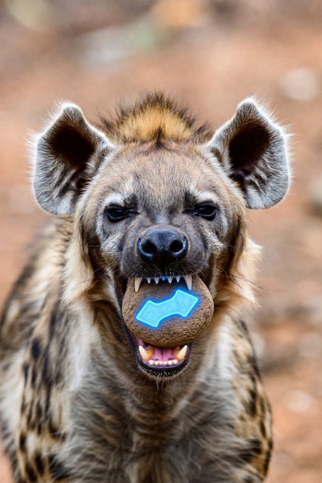 A spotted hyena with its mouth open, displaying teeth, holding what appears to be a digitally added blue shape in its mouth.