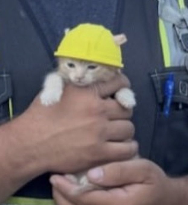 A tiny orange tabby kitten wearing a miniature yellow construction hard hat is cradled in someone's hands, with the worker-style safety gear visible in the background—perfectly matching the post's "hardhat cat" reference.