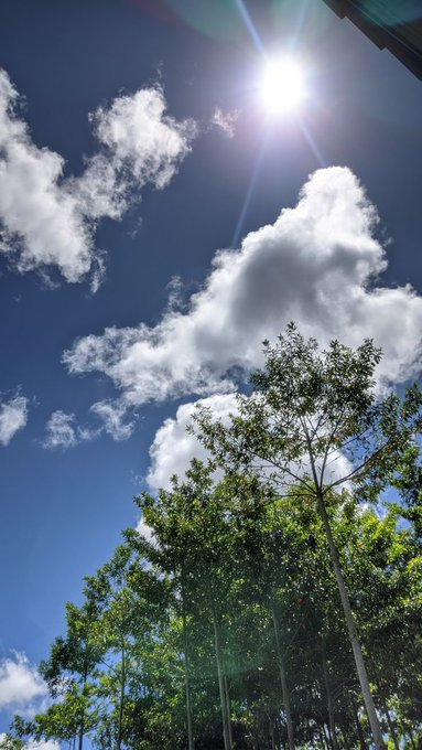 A low-angle photograph of a bright sun shining through white clouds in a deep blue sky above the green canopy of trees.