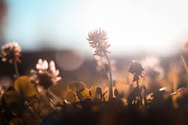 A close-up photograph shows white flowers, likely clover, illuminated by warm golden sunlight with a soft bokeh effect in the background.