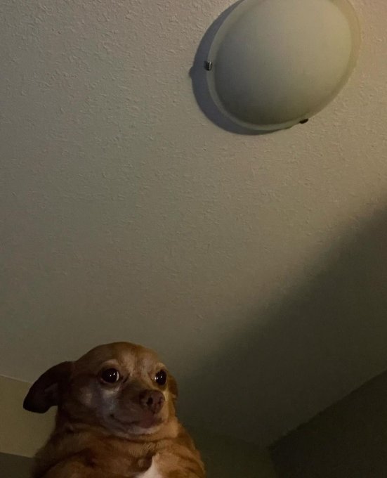 A small brown dog gazes up at a dome-shaped ceiling light in a dim room, looking alert and curious. The image conveys a sense of contemplative attention, perhaps reflecting the focused mindset required during the "rough phase" of Web3 mentioned in the caption, where upskilling and keen observation are necessary.