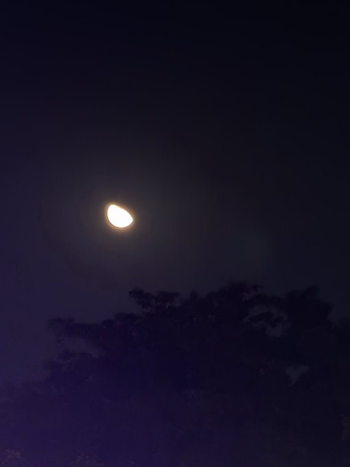 A half moon glows brightly against a dark night sky, silhouetted above the dark outline of tree branches.