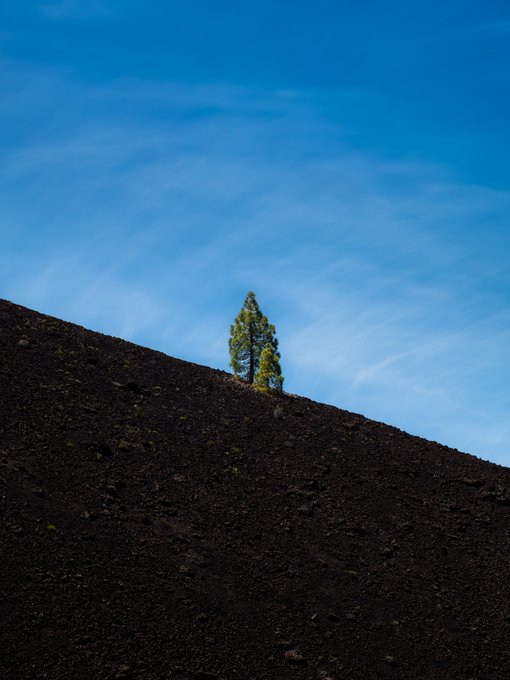 A lone pine tree stands silhouetted on a dark, barren hillside against a bright blue sky with wispy clouds.