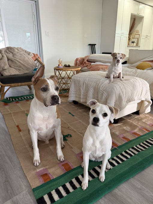 Three dogs sit attentively in a bright, cozy living room, with two on the patterned rug and one perched on a cream-colored ottoman, perfectly capturing the "brat pack" energy of the caption. 🐾