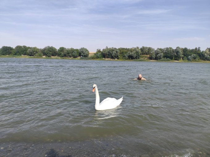 A white swan glides across the surface of a lake, with a person's head visible in the water in the background and a tree-lined shore in the distance.