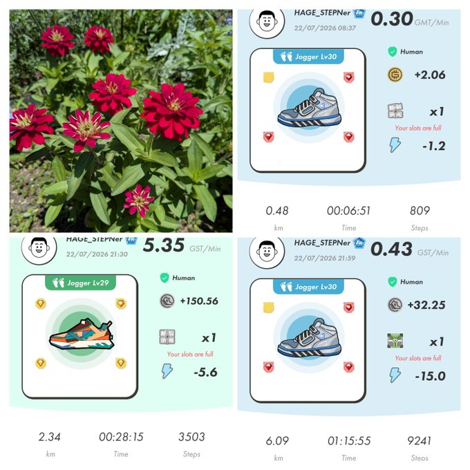 A composite image showing red zinnia flowers alongside three screenshots from a move-to-earn app displaying 'Jogger Lv29' and 'Jogger Lv30' stats by user HAGE_STEPner, with earnings and step counts.