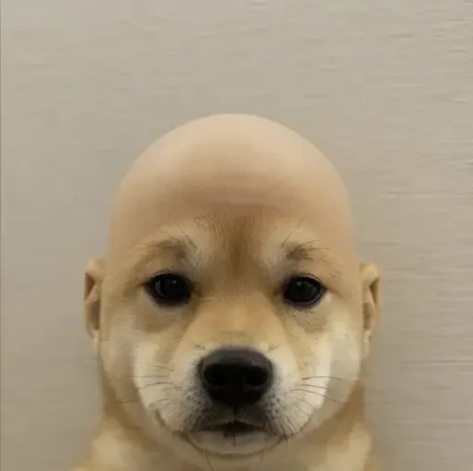 A close-up photo of a small light brown puppy with large, dark eyes looking directly at the camera against a beige background.