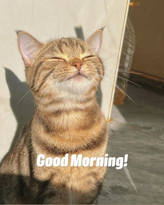 A tabby cat sitting with its eyes closed, appearing to enjoy the sunlight, with the text 'Good Morning!' overlaid on the image.