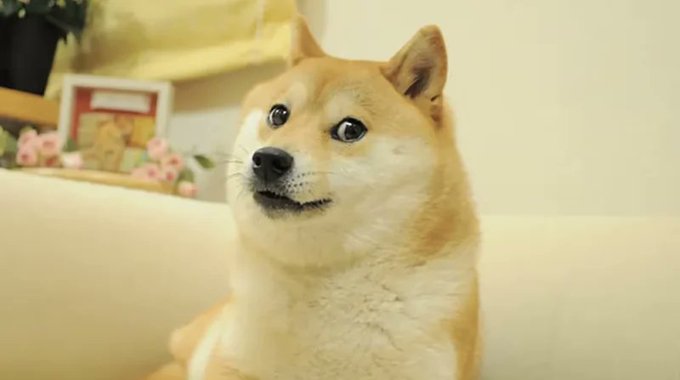 The image features a brown dog sitting on a couch with its eyes wide open as if surprised or intrigued by something happening around it. The background includes a white wall, a window, and some flowers. There are also text elements in the image that seem unrelated to the main subject of the photo - "Just In: Dogecoin ($DOGE) joins the Paxos network, the same infrastructure powering PayPal and Venmo." This suggests that there might be an event or announcement related to cryptocurrency or digital assets taking place.