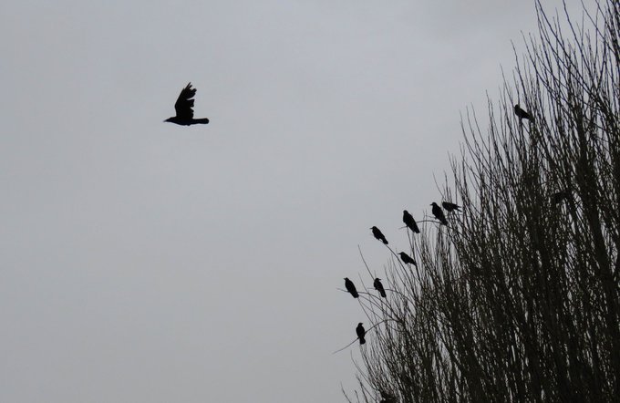 A silhouette photograph of birds perched on the bare branches of a tree against a cloudy gray sky, with one bird in mid-flight.