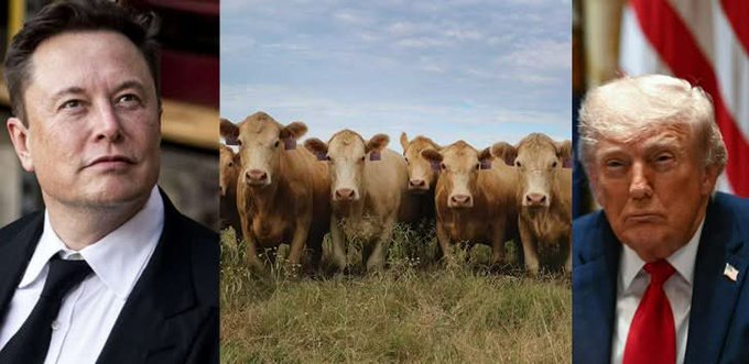 The image features three different photos of cows with the caption "BREAKING: DOGE DISASTER! Huge outbreak of deadly flesh-eating parasites erupts in Texas cattle thanks to Trump and Elon’s DOGE cuts!". The first photo shows a man wearing a suit, the second photo depicts a group of cows, and the third photo is a collage with an image of Donald Trump. The collage includes the three photos arranged vertically on a single page.