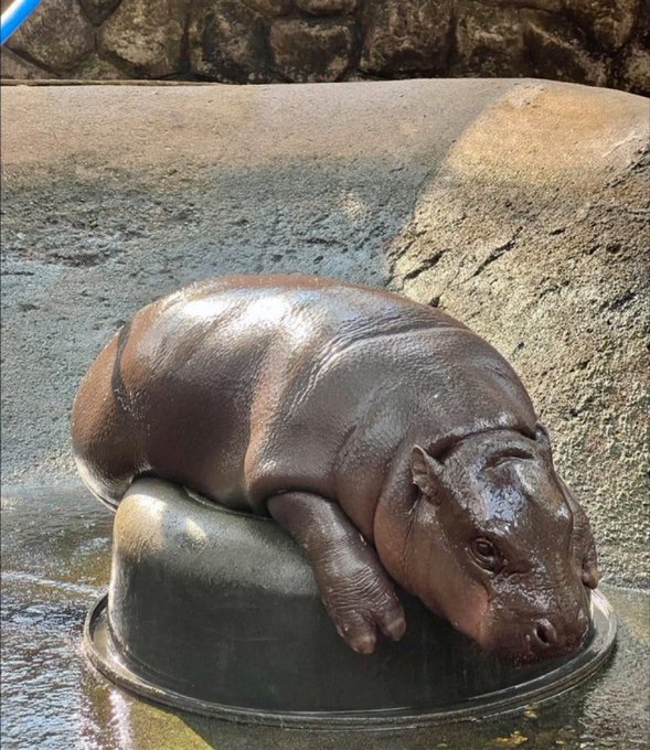A bronze hippopotamus statue resting on a rock in shallow water at what appears to be a zoo enclosure, with a stone wall in the background.