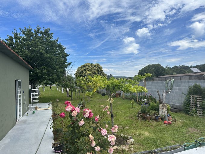 A backyard garden scene with pink rose bushes in the foreground, grapevines, trees, a green building, and a cinder block wall under a blue cloudy sky.