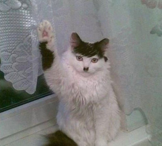 A fluffy black and white cat stands on its hind legs with one paw raised, pressing against a lace curtain by a window.