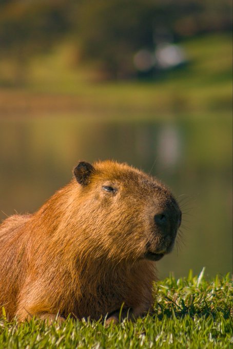 A capybara rests on green grass with its eyes nearly closed, set against a softly blurred background of water and foliage.
