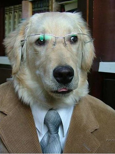 A photograph of a golden retriever dog wearing a tan suit jacket, gray tie, and wire-rimmed glasses.