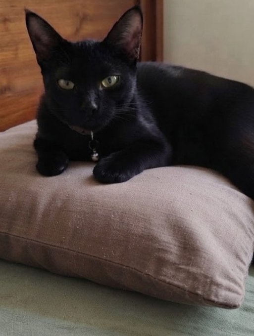 A sleek black cat with bright green eyes and a small bell collar lies resting on a brown cushion.