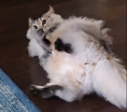 A fluffy calico cat lies on its back on a dark wooden floor, looking directly up at the camera.