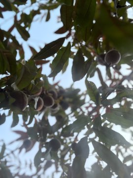 A photograph looking up through the branches of a tree at green, unripe fruit against a pale blue sky.