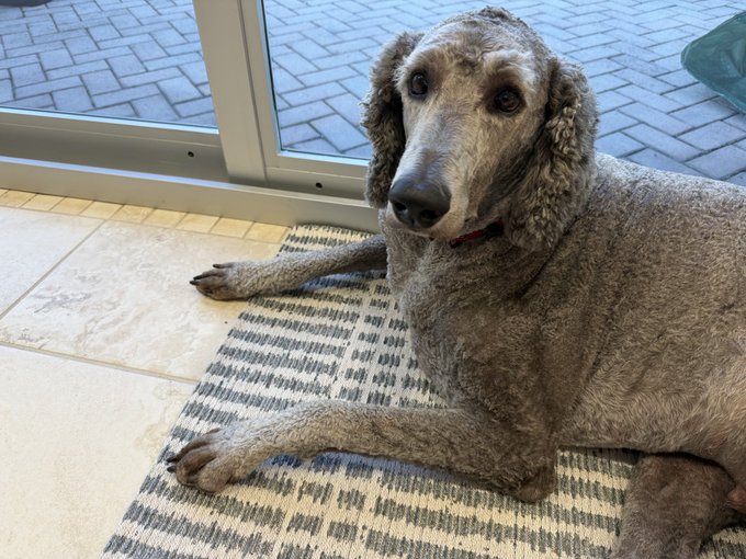 A silver-gray standard poodle lies on a patterned rug next to a glass door, looking up at the camera.
