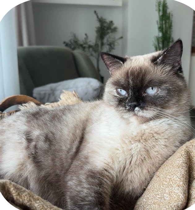 A Siamese cat with striking blue eyes and a cream and dark brown coat rests on a textured blanket in a living room setting.