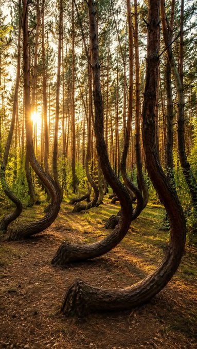 A grove of pine trees with dramatically curved trunks stands in golden sunrise light, visually echoing the post's message of renewal and new beginnings. The natural, upward-reaching forms of the trees symbolize growth and perseverance, aligning with the inspirational themes of learning, building, and self-improvement shared by @CNPYNetwork ($gCNPY).