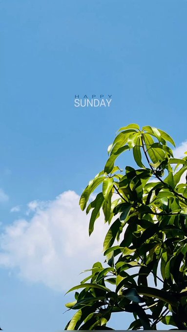 A serene photograph of green tree leaves against a bright blue sky with white clouds, with the text 'HAPPY SUNDAY' overlaid in the center.