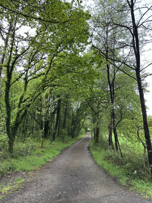 A peaceful gravel path winds through a lush, green forest with tall trees forming a leafy canopy overhead.

The serene woodland trail captures the calming, refreshing vibe of a happy Monday, offering a perfect escape into nature to start the week on a positive note.